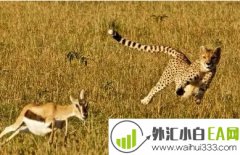 速度最快猎豹做外汇交易,一定是亿万富翁！