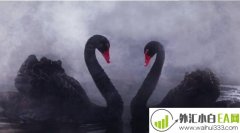11.22黄金多空冰火两重天，空火焰旺盛，多只剩冰